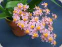 Oncidium Tsiku Maguerit Glory